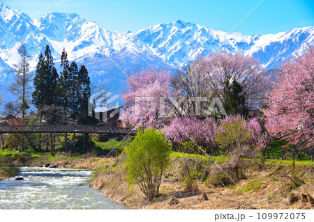 春　白馬村　大出公園 109972075