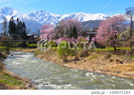 春 白馬村 大出公園 春 白馬村 大出公園 109972165