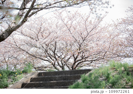 岐阜県海津市 平田公園を中心とした桜並木の風景 岐阜県海津市 平田公園を中心とした桜並木の風景 109972261