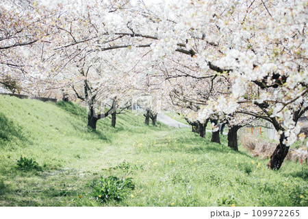 岐阜県海津市 平田公園を中心とした桜並木の風景 岐阜県海津市 平田公園を中心とした桜並木の風景 109972265