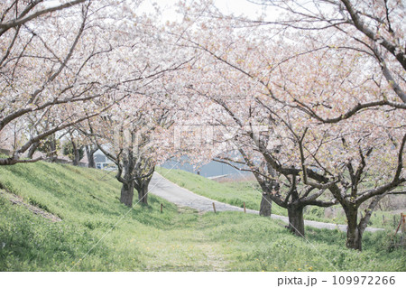岐阜県海津市 平田公園を中心とした桜並木の風景 岐阜県海津市 平田公園を中心とした桜並木の風景 109972266