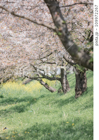 岐阜県海津市 平田公園を中心とした桜並木の風景 岐阜県海津市 平田公園を中心とした桜並木の風景 109972267