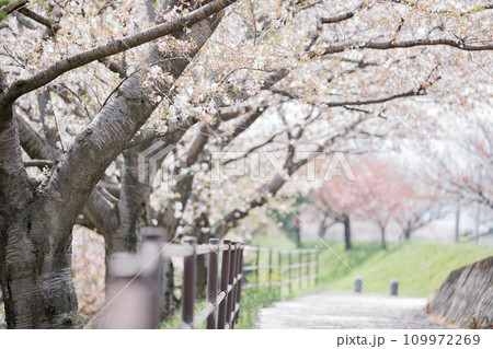 岐阜県海津市　平田公園を中心とした桜並木の風景 109972269