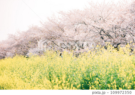 岐阜県羽島市　国営木曽三川公園桜堤サブセンターの桜と菜の花の絶景 109972350