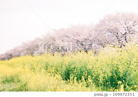 岐阜県羽島市 国営木曽三川公園桜堤サブセンターの桜と菜の花の絶景 岐阜県羽島市 国営木曽三川公園桜堤サブセンターの桜と菜の花の絶景 109972351