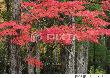高野山の紅葉 高野山の紅葉 109972422