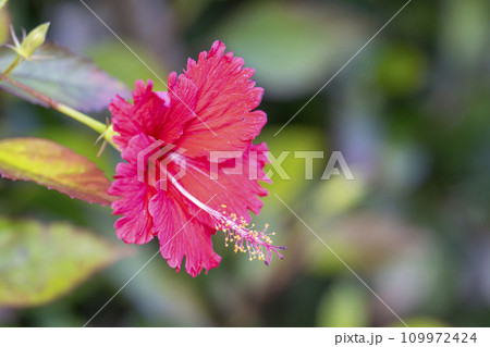 首里城公園内に咲くハイビスカス　沖縄県那覇市 109972424
