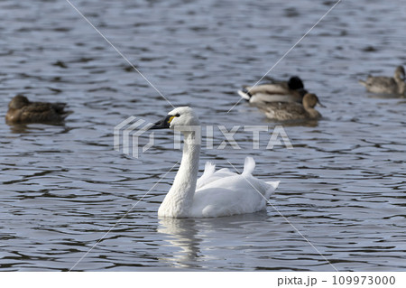 アメリカコハクチョウ アメリカコハクチョウ 109973000