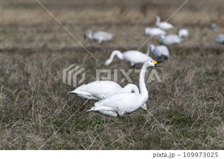 コハクチョウ 109973025