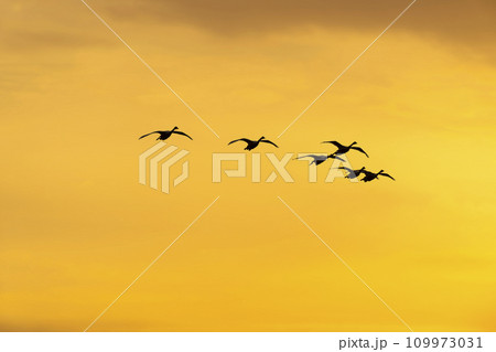 夕空と白鳥 109973031