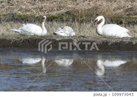 コブハクチョウ コブハクチョウ 109973043