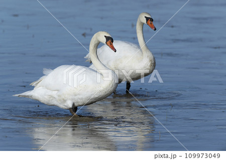 コブハクチョウ 109973049
