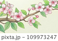 日本画風さくらのイラスト 109973247
