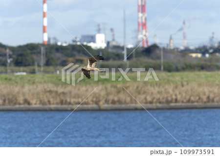 チュウヒ 109973591