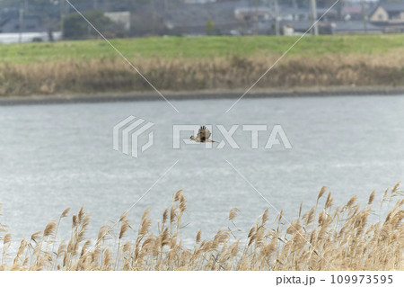 チュウヒ 109973595