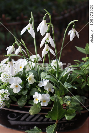 スノードロップとビオラの寄せ植え 109973629