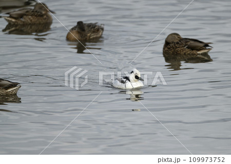 ミコアイサ ミコアイサ 109973752