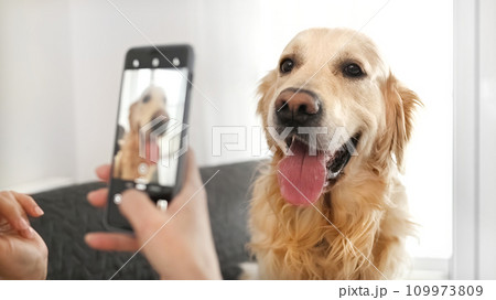 Girl takling photo of golden retriever dog 109973809