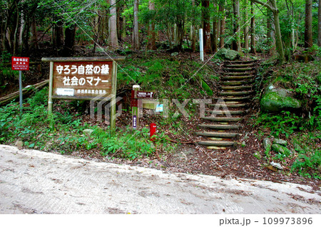 ここから上流側の踊り子歩道は林道と別れ、河津川沿いの遊歩道になる ここから上流側の踊り子歩道は林道と別れ、河津川沿いの遊歩道になる 109973896