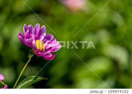 初夏の日差しの下に咲く芍薬の花 109974182