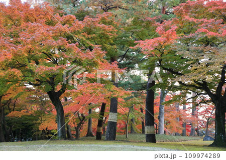 東京都　殿ヶ谷戸庭園の紅葉 109974289