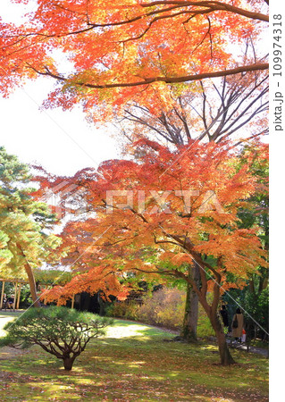 東京都 殿ヶ谷戸庭園の紅葉 東京都 殿ヶ谷戸庭園の紅葉 109974318