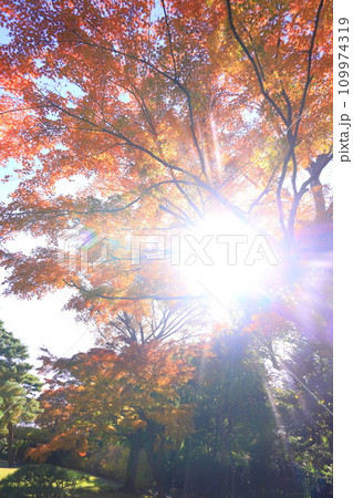 東京都 殿ヶ谷戸庭園の紅葉 東京都 殿ヶ谷戸庭園の紅葉 109974319