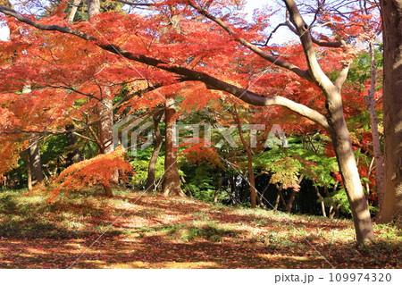 東京都　殿ヶ谷戸庭園の紅葉 109974320