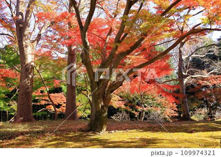 東京都 殿ヶ谷戸庭園の紅葉 東京都 殿ヶ谷戸庭園の紅葉 109974321