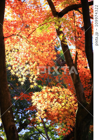 東京都　殿ヶ谷戸庭園の紅葉 109974322