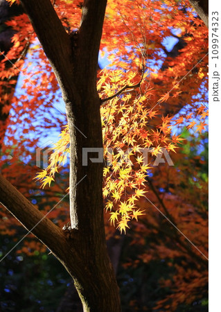 東京都　殿ヶ谷戸庭園の紅葉 109974323