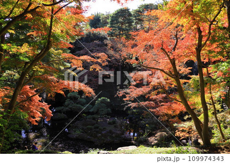 東京都 殿ヶ谷戸庭園の紅葉 東京都 殿ヶ谷戸庭園の紅葉 109974343