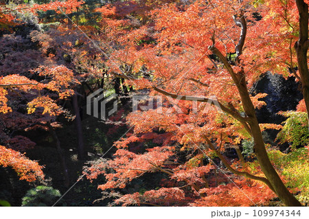 東京都　殿ヶ谷戸庭園の紅葉 109974344