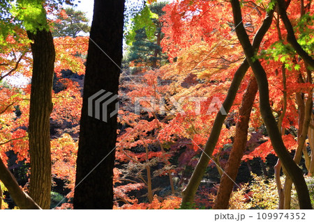 東京都　殿ヶ谷戸庭園の紅葉 109974352