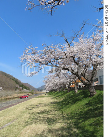 若草色の土手に並ぶ桜並木、満開の桜と木の影も綺麗、上郡町鞍居川の桜並木 若草色の土手に並ぶ桜並木、満開の桜と木の影も綺麗、上郡町鞍居川の桜並木 109974509