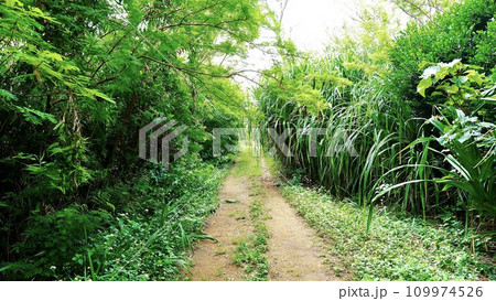 沖縄県津堅島の沖縄最古の旧灯台跡へ続く道 109974526