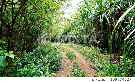 沖縄県津堅島の沖縄最古の旧灯台跡へ続く道 109974527