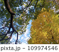 秋の翼を整えて 109974546