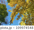 黄金の勇気 109974548
