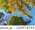 年に一度の 109974549