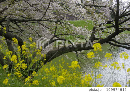 江戸外濠の千鳥ヶ淵公園の半蔵豪の菜の花と桜 109974613