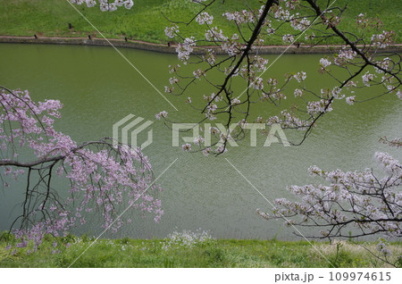 江戸外濠の千鳥ヶ淵公園の桜満開1 江戸外濠の千鳥ヶ淵公園の桜満開1 109974615