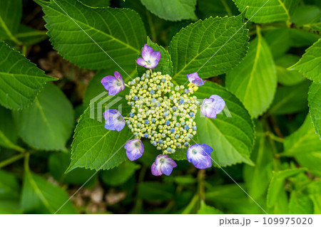 紫陽花の季節～6月の彩り～ 109975020