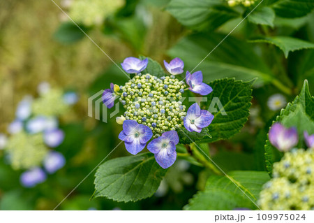 紫陽花の季節～6月の彩り～ 109975024