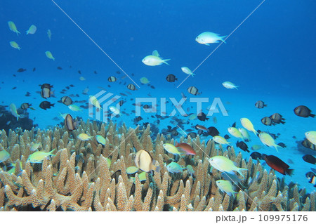 青い海とサンゴ、デバスズメダイ　水中写真 109975176