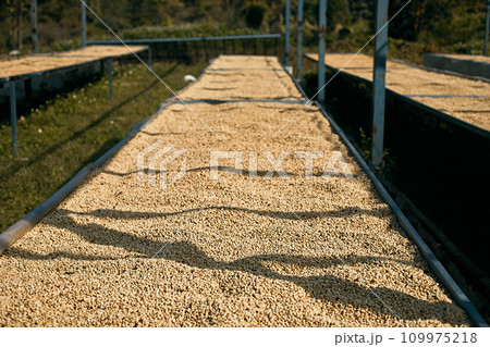 Raw coffee beans, coffee drying process on shelf natural sunlight plantation at factory community 109975218