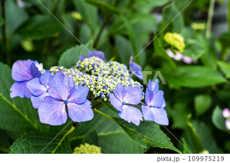 紫陽花の季節～6月の彩り～ 109975219