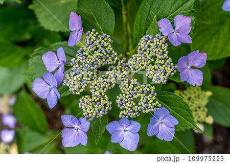 紫陽花の季節～6月の彩り～ 109975223