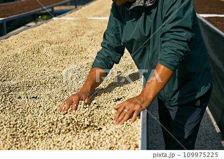 Man from Thailand drying coffee beans at factory 109975225