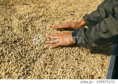 Man from Thailand drying coffee beans at factory 109975231